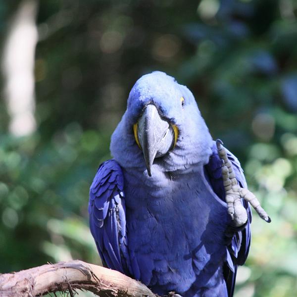 IMG_1526 copy.jpg - Greetings earthling (Hyacinth Macaw)